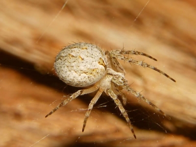 Garden Orb Weaver Spider 	(Eriophora sp) - Spider species | OBOBAS JISHEBI | ობობას ჯიშები